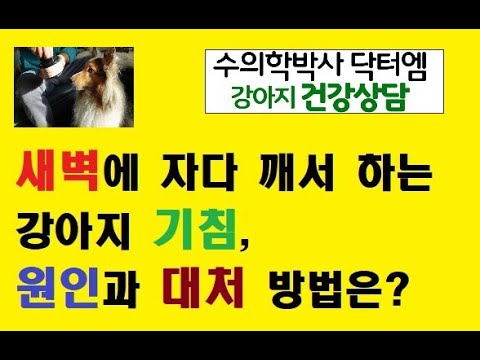 새벽에 일어나서 하는 켁켁거리는 강아지 기침, 원인과 대처방법?