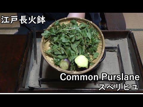 Kamo eggplant & Common Purslane[Japanese food at "NAGA-HIBACHI"]