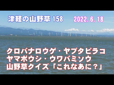 津軽の山野草158(ｸﾛﾊﾞﾅﾛｳｹﾞ・ﾔﾌﾞﾀﾋﾞﾗｺ・ﾔﾏﾎﾞｳｼ・ｳﾜﾊﾞﾐｿｳ・山野草クイズ)