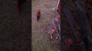 Chickens love free-range time #chicken #freerangechickens #roostersandhens @Chickenchaos