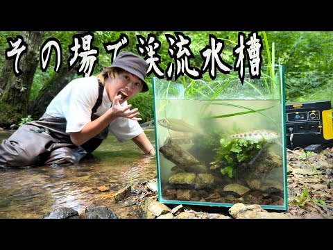 ガサガサで捕まえた魚を使ってその場で"渓流水槽"立ち上げてみた！！！！