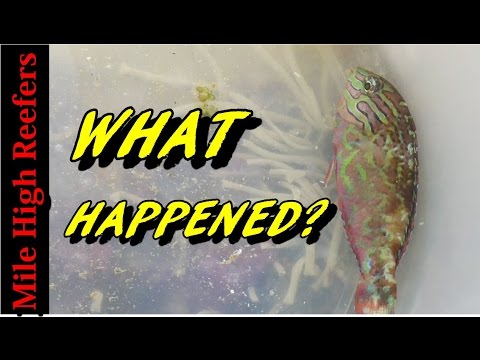 What Happened to the Leopard Wrasse and Cooper Banded Butterfly Update Reef Vlog