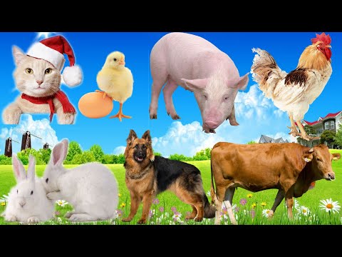 Learn about the characteristics of animals: Dog, Cow, Cat, Rabbit, Chicken...