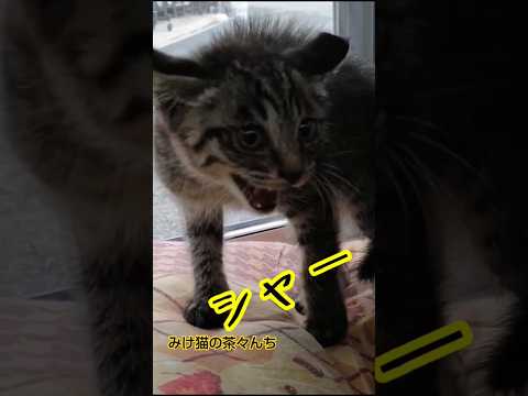 子猫の威嚇　#破壊力#子猫#cute#保護猫#オラオラ