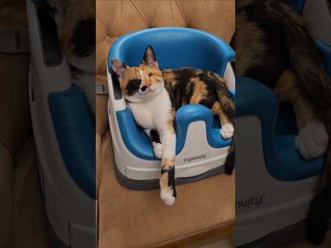 The blind kitten sits on my baby's high chair when she is hungry and waits for food from me.