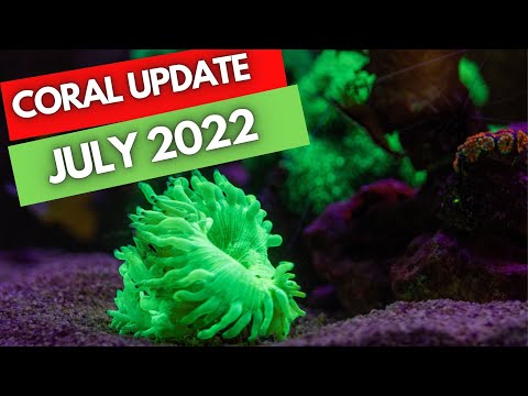 Reef update 2022 - It Is Getting Better!