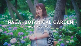 #長居植物園 #長居公園 #紫陽花 NAGAI BOTANICAL GARDEN【HYDRANGEA WEEK】