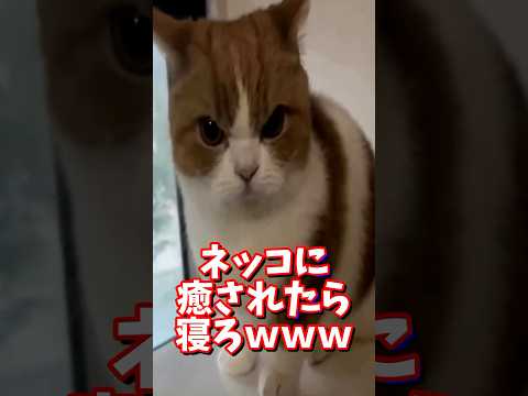 ネッコの動画で癒されたら寝ろｗｗｗ　#2ch #2chまとめ 動物スレ #2ch面白いスレ #動物 #犬 #猫 #癒やし #ねこ動画