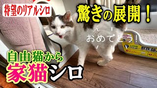 【自由猫から完全室内猫へ】シロに訪れた新たな運命：安心の暮らしを手に入れた理由と意外な展開に安堵【オリジナルBGM】