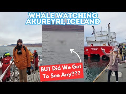 Whale Watching In Akureyri, Iceland - Will We Have More Luck Than We Did In Alaska? 🤞