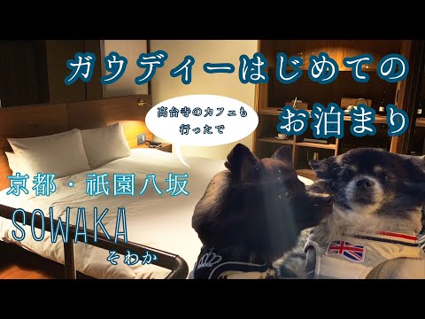 ガウディー（ポメラニアン）はじめてのお泊り～SOWAKA 京都 祇園八坂～犬も泊まれるホテル