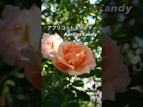 庭植えにも鉢植えにも!アプリコットキャンディ Apricot Candy⠀オレンジの秋花が咲いた。2024年12月6日⠀メイアンMeillandのブッシュ・ローズ。フランスのバラ。