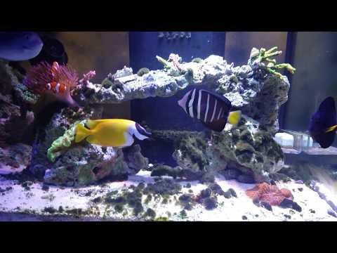 - Tony Nguyen 210 gallon reef tank Budget Built ( update with growth and clean up crew)