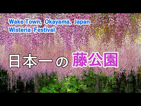 Japan's Largest Wisteria Park & Wisteria Festival, Wake Town, Okayama Prefecture, Japan