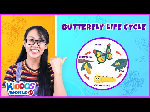 Learn The Life Cycle of The Butterfly | Butterfly Stages | Educational Videos From Kiddos World TV