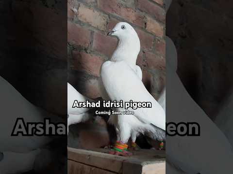 Orejnal Kaldume kabootar? #youtubeshorts #pigeonvideo #pigeonstatus