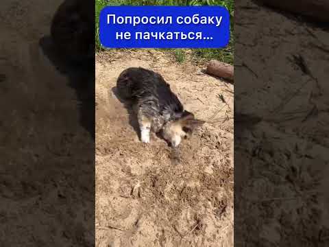 КОГДА ПОПРОСИЛ СОБАКУ НЕ ПАЧКАТЬСЯ