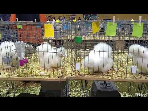 Fun With Silkies (HD720p)