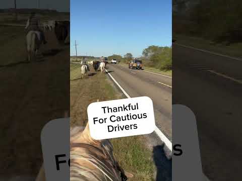 Cattle drive!  #cows #ranching #livestock #cattledrive