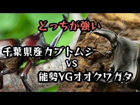 【どっちが強い】カブトムシvsオオクワガタ