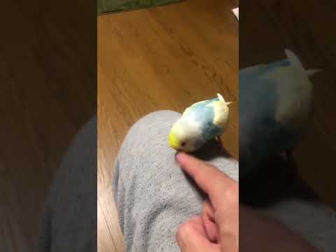 何回言うねん。#shorts #セキセイインコ #budgie #かわいい #すいちゃん