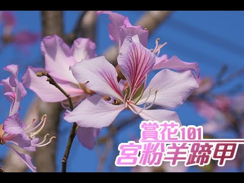 【賞花101】宮粉羊蹄甲 【Appreciation of Flowers 101】Camel's Foot Tree