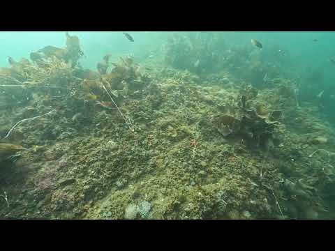 浅瀬のニホンアワサンゴ2024.10.16山口県周防大島町「地家室海域公園」