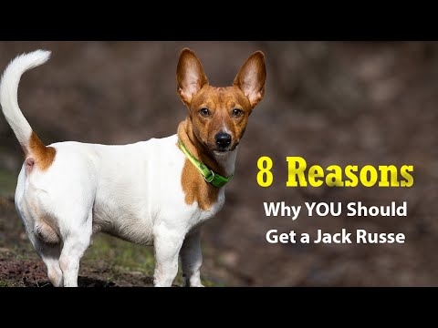 8 Reasons Why YOU Should Get a Jack Russell Terrier