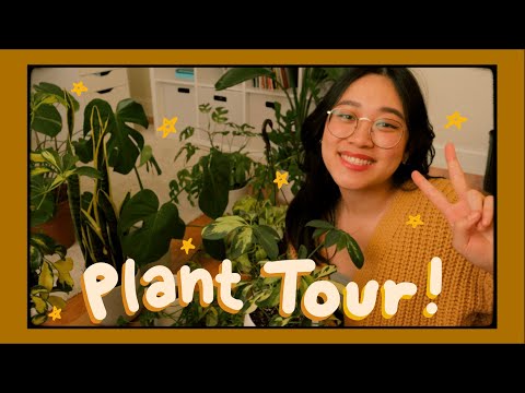 Wholesome Plant Tour 🪴 | houseplant collection, repotting my monstera deliciosa!