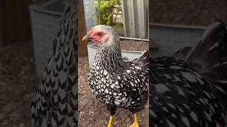 Most Beautiful Chicken Breeds I Do Not Eat My Chicken