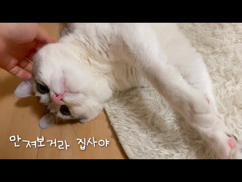 핑크 뱃살 내밀고 자는 고양이 보고 가세요~~!!!~!!(쩌렁쩌렁)