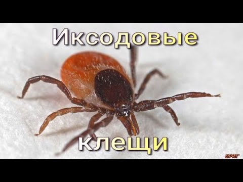 Иксодовые клещи. Опасно для жизни!