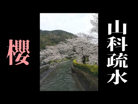 【晚安ＪM】櫻花/山科才不是鄉下/油菜花的鮮鮮黃黃與櫻花的粉粉嫩嫩@山科疏水