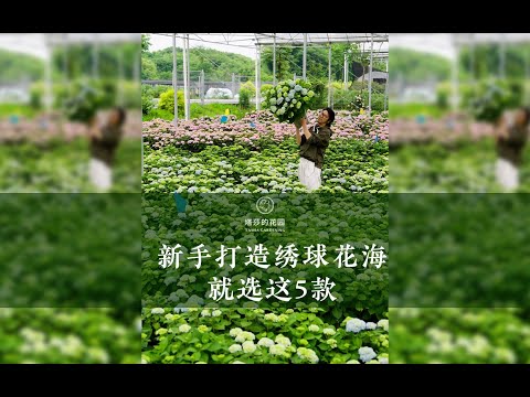 新手打造绣球花海，就选这5款