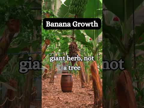 Is a Banana Plant Actually a Tree?