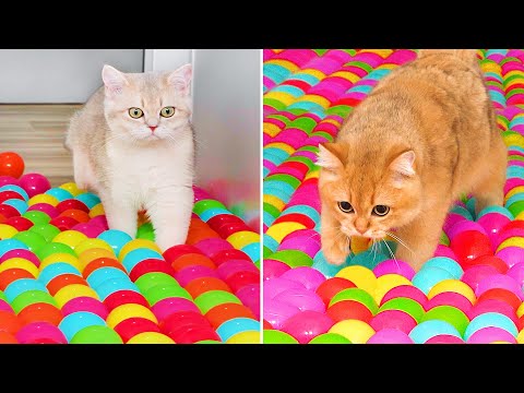 Can Kittens Walk On Ball Pit Floor? | Compilation