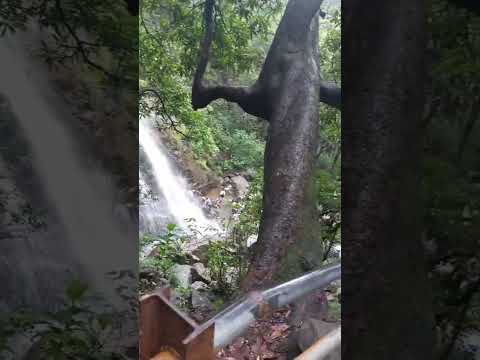 Bee fall Pachmarhi #Pachmarhi #viral #viralshort