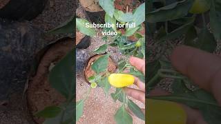 Grafted Yellow Chilli #shorts