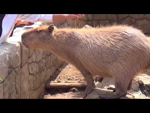 伊豆シャボテン動物公園｜カピバラ食事中