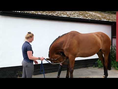 Horse Exercises | Upper Cervical Stretch