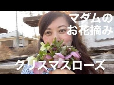 【マダムの仕事】マダムの春のお花摘み　お店のお庭からクリスマスローズ を摘みました　八ヶ岳