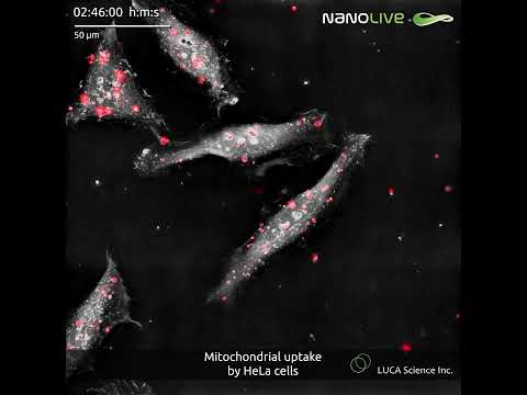 Mitochondrial uptake by HeLa cells