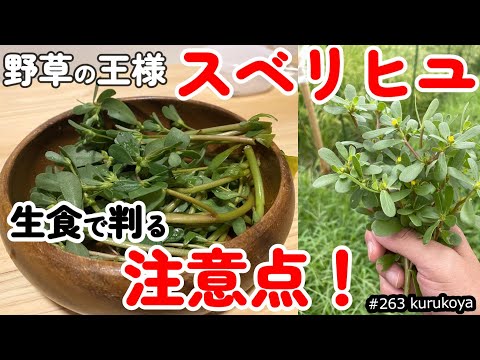 【注意点が！】スベリヒユを３種の生食で確認で注意点をご紹介！ネバネバ野草の王様！オメガ３系脂肪酸スーパーフード #portulaca #purslane #スベリヒユ#オメガ３#ひょう#夏野菜#毒草