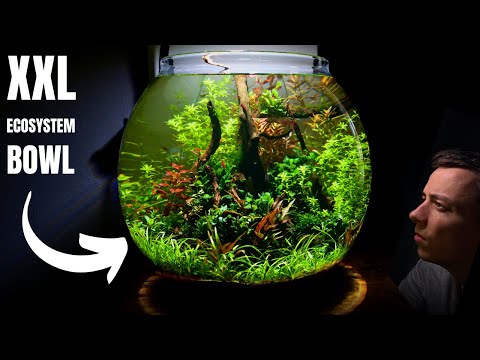 I Made a XXL Low Tech Ecosystem Bowl Aquarium! (No Filter Aquascape Tutorial)