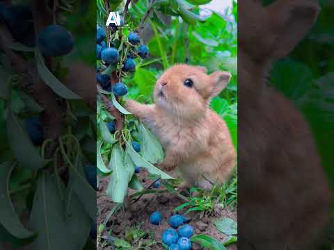 Before & After Animals Growing Up. 😍| Amazing Animal Transformation