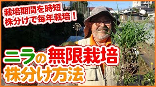 ニラの無限栽培！12月家庭菜園や農園でおすすめなニラ栽培！ニラの育て方、株分け、植え付けやお得な収穫方法まで徹底解説！【農園ライフ】