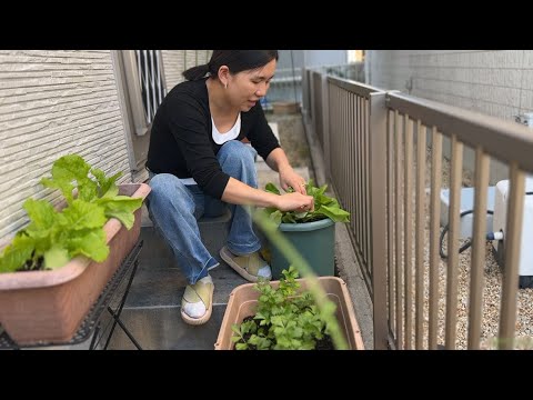 院子裡拔點青菜做蔬菜沙拉、晚飯再炸點雞塊就可以啦！