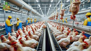 Inside the Chicken Factory: Processing Millions of Chickens for Meat