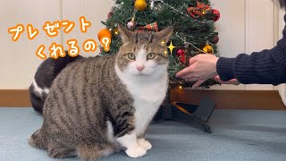 猫にクリスマスプレゼントをあげたら…ずっとそこから離れなくなりました😂❤️