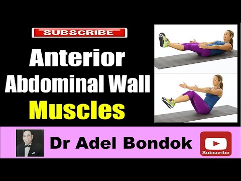 Anterior Abdominal Wall Muscles, Dr Adel Bondok Making Anatomy Easy